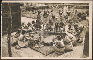 Budapest XIV. Erzsébet Nőiskola, vízinövények és állatok megfigyelése