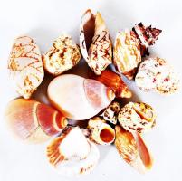 Egy csomag szép tengeri csiga és kagyló /  A bag of nice shells