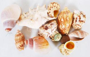 Egy csomag szép tengeri csiga és kagyló /  A bag of nice shells