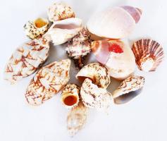 Egy csomag szép tengeri csiga és kagyló /  A bag of nice shells