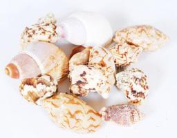 Egy csomag szép tengeri csiga és kagyló /  A bag of nice shells