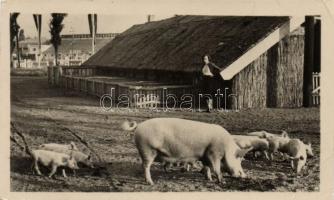 1955 Budapest X., Országos Mezőgazdasági Kiállítás (fa)