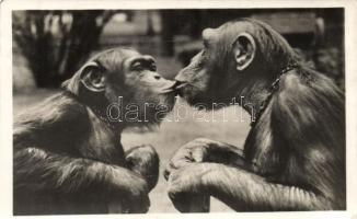 Kissing monkeys, Budapest Zoo (EK)