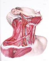 J. M. Bourgery - N. H. Jacob: Atlas of Human Anatomy and Surgery. The Complete Coloured Plates of 18...