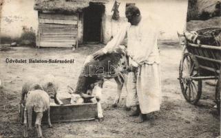 Balatonszárszó gazdaság