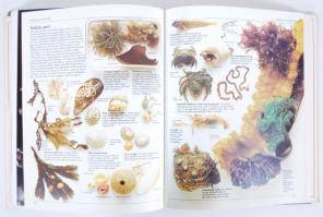 Gerald Durrell - Lee Durrell: Az amatőr természetbúvár. Bp., 1987, Gondolat. Kiadói kartonkötésben, ...