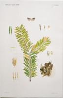 Dr. Horváth Géza: A jegenyefenyő új rovarellensége. két táblával, és a szövegbe nyomott két képpel. Bp., 1896. Pátria 36p