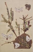 1891 Utasítás az apacza gyaponc káros erdei rovar megfigyelése és az ellene teendő óvó és irtó intézkedések ügyében Bp., 1891. Országgyűlési értesítő kő- és könyvnyomdája. 36p.