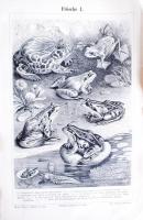 Meyers Konversations-Lexikon. 5. Auflage, 6. Bd. Ethik bis Geimersheim. Leipzig-Wien, 1895, Bibliogr...