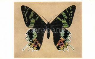 Chrysiridia rhipheus