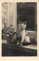 Kitten, photo