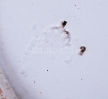 Régi, jelzett, fajansz falitányér / 
Old faience plate, d: 23,5cm