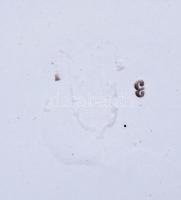 Régi, jelzett, fajansz falitányér / 
Old faience plate, d: 23,5cm