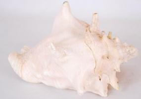 Gyönyörű, nagyméretű, csendes-óceáni kagyló / 
Large sea shell, 24x19x14cm