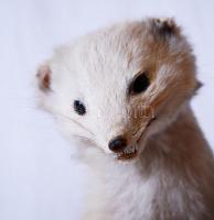 Preparált nyérc fatörzsön, jó állapotban, h:50 cm, m:45 cm