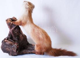 Preparált nyérc fatörzsön, jó állapotban, h:50 cm, m:45 cm