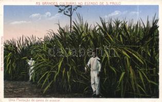 Sao Paulo state, plantation of sugar cane (EK)