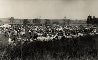 Hungarian cow market, photo