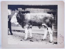 Arthur Zeller (1881-1931): Szarvasmarha fotó / Photo of a veal 24x18 cm