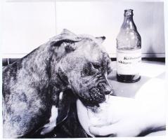 cca 1970 Pitbull Kőbányai világost kortyolgat, nagyméretű fotó /  Dog drinking beer, 41x49cm