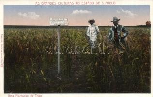 Sao Paulo state, corn-field