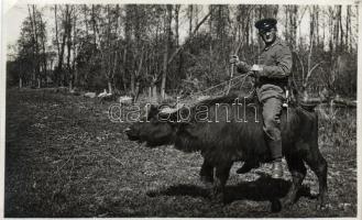 German soldier rides a Turkish ox, photo (EK)