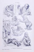 Alfred Brehm: Az állatok világa 1. Emlősök I. Főemlősök - Majmok. Szerk. dr. Éhik Gyula. 10 színes é...