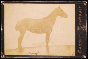 cca 1890 "Csillag", keményhátú fotó Vágner V.D. szerb. kr. udvari fényképész műterméből, kabinetfotó méretben /  Horse portait photo