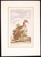 cca 1800 Der Geyerkönig. Büff[on] Naturh[istorie] d[er] Vögel. Királykeselyű. Táblakép Buffon Histoire naturelle des oiseaux egy német nyelvű fordításából. Színezett rézkarc paszpartuban /  Coloured copper engraving, 24x17cm
