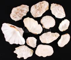 Szép, változatos kagylógyűjtemény 12 db klf méretű kagylóval