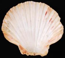 Szép, változatos kagylógyűjtemény 12 db klf méretű kagylóval
