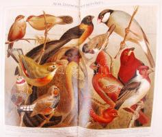 Meyers Konversations-Lexikon 15. és 17 kötet. Sok litho illusztrációval, sérült gerinccel, másik lejáró borítóval / with litho illustrations