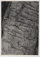 1937 Kinszki Imre (1901-1945): Szúrágás. Hátoldalon jelzett, 13x18cm