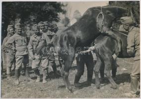 cca 1918 Katonai látványosság, lovak fedeztetése, vintage fotó, 20,5x29 cm