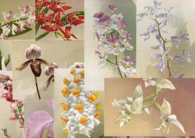 1910 Orhideák, 24 klf képeslap (2 sorozat) eredeti csomagolásban / Orchideen, 24 versch. Karten (2 Serien)in orig. Hülle