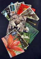 65 db modern képeslap: 50 db állatmotívumos és 15 db a magyar koronázási jelvényekről / 65 modern postcard: 50 animal motive cards and 15 postcards about Hungarian coronation regalia