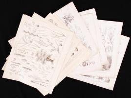 cca 1880 Növény metszetek, összesen 10 db / Plants 10 etchings