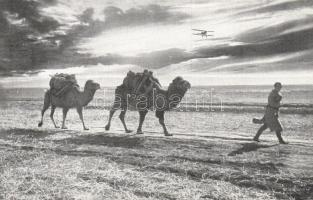 Camels, desert, transportation (EK)