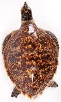 Igényes, nagyméretű preparált trópusi teknős / Large prepared turtle 40 cm