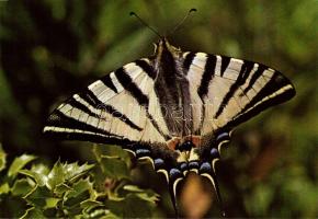 71 db modern motívumlap: lepkék / 71 motive cards: lepidoptera