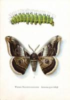 71 db modern motívumlap: lepkék / 71 motive cards: lepidoptera