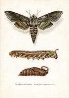 71 db modern motívumlap: lepkék / 71 motive cards: lepidoptera