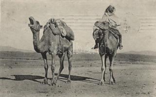 Camels