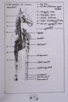 Szunyoghy András: Hogyan rajzoljunk lovat. Tanácsok és egy kis anatómia a ló rajzolásához. H.n., é.n...