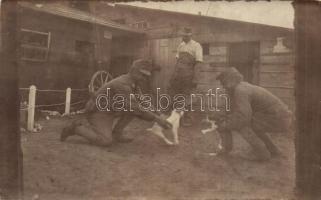 Soldiers, cat fight, photo (Rb)