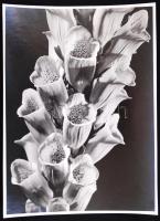 1932 Kinszki Imre (1901-1945): Virágok. vintage alkotás 18x24 cm