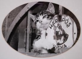 cca 1980 Harapós cica. Paszpartuban 24x30 cm