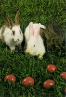 64 db modern üdvözlőlap / 64 modern greeting cards