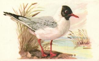 Egy doboznyi vegyes, modern képeslap: leporellók, képeslapfüzetek, különböző méretű és formájú képes...