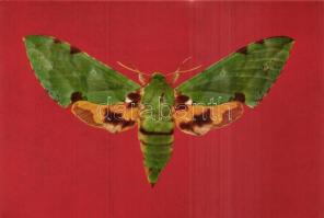 15 db modern, használatlan, jó minőségű képeslap: rovarok / 15 modern, unused, good quality postcards: insect